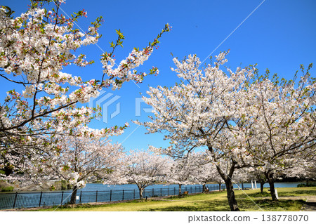 河口公園裡的櫻花盛開。 河口公園裡的櫻花盛開。 138778070