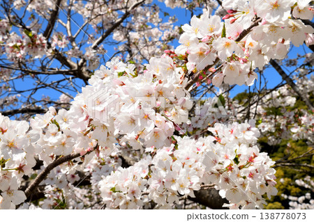 河口公園裡的櫻花盛開。 138778073