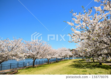 Cherry blossoms in full bloom at the park by the river mouth. 138778076