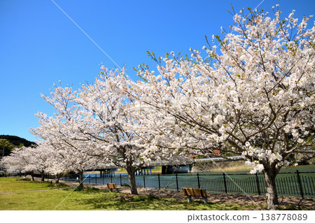 河口公園裡的櫻花盛開。 河口公園裡的櫻花盛開。 138778089