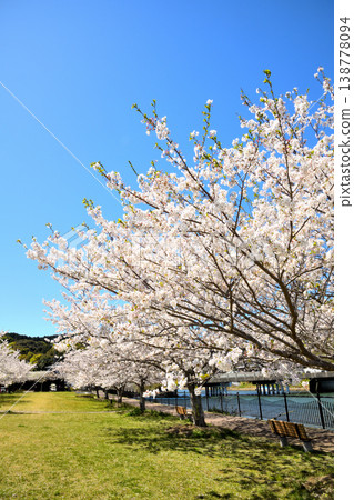 Cherry blossoms in full bloom at the park by the river mouth. 138778094