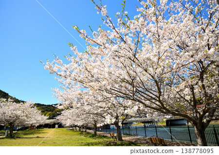 Cherry blossoms in full bloom at the park by the river mouth. 138778095