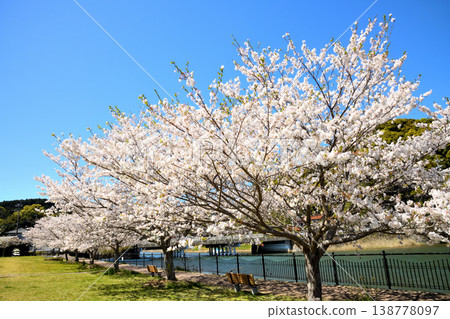 Cherry blossoms in full bloom at the park by the river mouth. 138778097