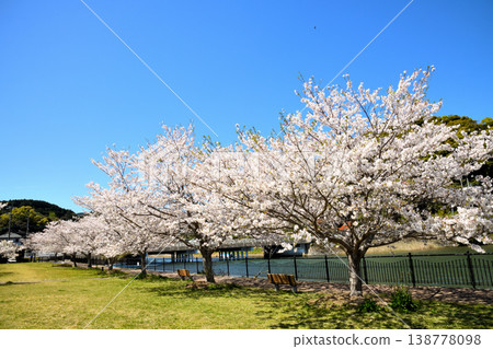 河口公園裡的櫻花盛開。 138778098
