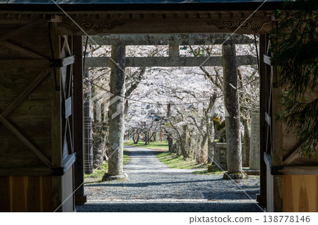 The beautiful cherry blossom season at Kayabe Shrine in Maniwa City, Okayama Prefecture, Japan 138778146