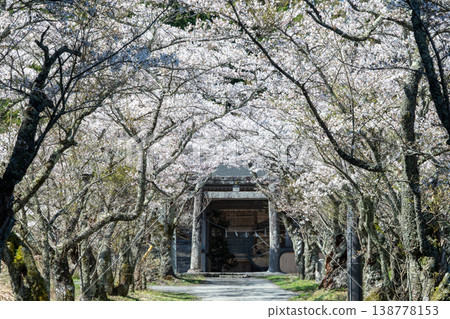 The beautiful cherry blossom season at Kayabe Shrine in Maniwa City, Okayama Prefecture, Japan 138778153