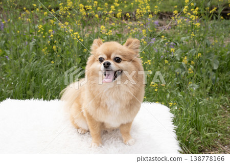 油菜花與一隻笑容燦爛的博美吉娃娃混血犬 138778166