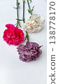 Close-up of Bright Pink and Purple Carnations: Vibrant Petals on a White Surface. 138778170