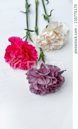 Close-up of Bright Pink and Purple Carnations: Vibrant Petals on a White Surface. Close-up of Bright Pink and Purple Carnations: Vibrant Petals on a White Surface. 138778170
