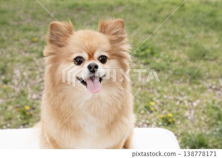 Smiling Pomeranian-Chihuahua mix 138778171