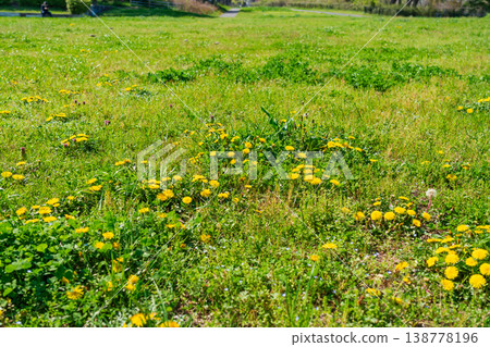 A spring landscape of wildflowers: A green square where dandelions are in bloom. 138778196