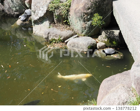 一隻烏龜和一條金鯉魚 一隻烏龜和一條金鯉魚 138778212