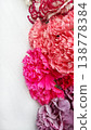 Close-up of Vibrant Pink and Purple Carnations on White Textured Background. 138778384