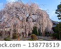Weeping cherry trees at a temple in Kyoto 138778519