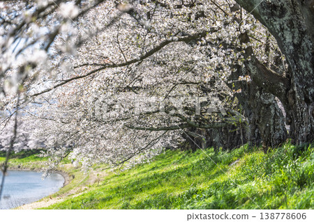 The cherry blossom trees along the Shiraishi River embankment, known as "Ichimoku Senbonzakura" (One Thousand Cherry Trees at a Glance), are in full bloom in Ogawara Town, Miyagi Prefecture. The cherry blossom trees along the Shiraishi River embankment, known as "Ichimoku Senbonzakura" (One Thousand Cherry Trees at a Glance), are in full bloom in Ogawara Town, Miyagi Prefecture. 138778606