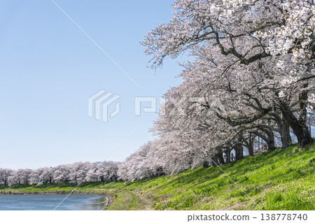 The cherry blossom trees along the Shiraishi River embankment, known as "Ichimoku Senbonzakura" (One Thousand Cherry Trees at a Glance), are in full bloom in Ogawara Town, Miyagi Prefecture. The cherry blossom trees along the Shiraishi River embankment, known as "Ichimoku Senbonzakura" (One Thousand Cherry Trees at a Glance), are in full bloom in Ogawara Town, Miyagi Prefecture. 138778740