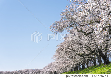 The cherry blossom trees along the Shiraishi River embankment, known as "Ichimoku Senbonzakura" (One Thousand Cherry Trees at a Glance), are in full bloom in Ogawara Town, Miyagi Prefecture. The cherry blossom trees along the Shiraishi River embankment, known as "Ichimoku Senbonzakura" (One Thousand Cherry Trees at a Glance), are in full bloom in Ogawara Town, Miyagi Prefecture. 138778741