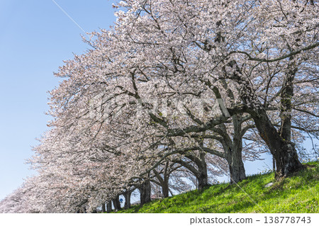 The cherry blossom trees along the Shiraishi River embankment, known as "Ichimoku Senbonzakura" (One Thousand Cherry Trees at a Glance), are in full bloom in Ogawara Town, Miyagi Prefecture. 138778743