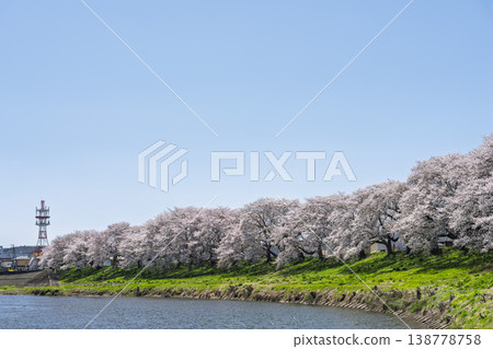 The cherry blossom trees along the Shiraishi River embankment, known as "Ichimoku Senbonzakura" (One Thousand Cherry Trees at a Glance), are in full bloom in Ogawara Town, Miyagi Prefecture. 138778758