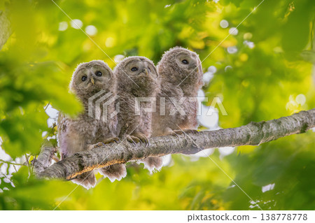 Ezo owl kid nestled on a tree branch Ezo owl kid nestled on a tree branch 138778778