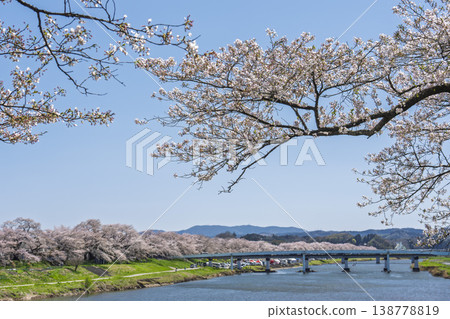 The cherry blossom trees along the Shiraishi River embankment, known as "Ichimoku Senbonzakura" (One Thousand Cherry Trees at a Glance), are in full bloom in Ogawara Town, Miyagi Prefecture. 138778819