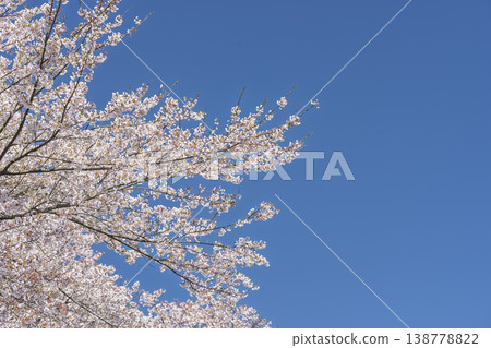 The cherry blossom trees along the Shiraishi River embankment, known as "Ichimoku Senbonzakura" (One Thousand Cherry Trees at a Glance), are in full bloom in Ogawara Town, Miyagi Prefecture. The cherry blossom trees along the Shiraishi River embankment, known as "Ichimoku Senbonzakura" (One Thousand Cherry Trees at a Glance), are in full bloom in Ogawara Town, Miyagi Prefecture. 138778822