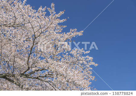 The cherry blossom trees along the Shiraishi River embankment, known as "Ichimoku Senbonzakura" (One Thousand Cherry Trees at a Glance), are in full bloom in Ogawara Town, Miyagi Prefecture. The cherry blossom trees along the Shiraishi River embankment, known as "Ichimoku Senbonzakura" (One Thousand Cherry Trees at a Glance), are in full bloom in Ogawara Town, Miyagi Prefecture. 138778824