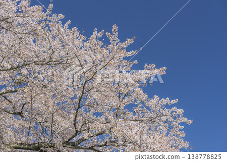 The cherry blossom trees along the Shiraishi River embankment, known as "Ichimoku Senbonzakura" (One Thousand Cherry Trees at a Glance), are in full bloom in Ogawara Town, Miyagi Prefecture. The cherry blossom trees along the Shiraishi River embankment, known as "Ichimoku Senbonzakura" (One Thousand Cherry Trees at a Glance), are in full bloom in Ogawara Town, Miyagi Prefecture. 138778825