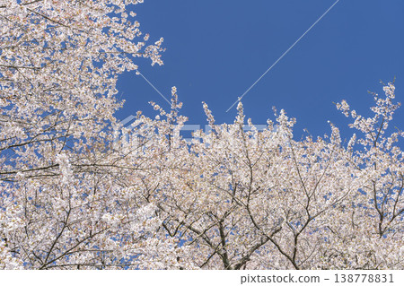 The cherry blossom trees along the Shiraishi River embankment, known as "Ichimoku Senbonzakura" (One Thousand Cherry Trees at a Glance), are in full bloom in Ogawara Town, Miyagi Prefecture. 138778831