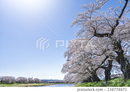 The cherry blossom trees along the Shiraishi River embankment, known as "Ichimoku Senbonzakura" (One Thousand Cherry Trees at a Glance), are in full bloom in Ogawara Town, Miyagi Prefecture. 138778871