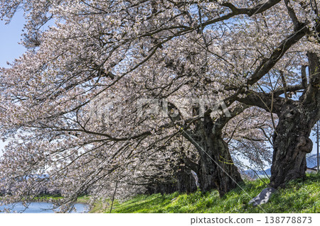 The cherry blossom trees along the Shiraishi River embankment, known as "Ichimoku Senbonzakura" (One Thousand Cherry Trees at a Glance), are in full bloom in Ogawara Town, Miyagi Prefecture. 138778873