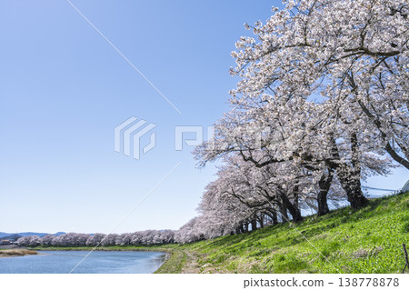 The cherry blossom trees along the Shiraishi River embankment, known as "Ichimoku Senbonzakura" (One Thousand Cherry Trees at a Glance), are in full bloom in Ogawara Town, Miyagi Prefecture. The cherry blossom trees along the Shiraishi River embankment, known as "Ichimoku Senbonzakura" (One Thousand Cherry Trees at a Glance), are in full bloom in Ogawara Town, Miyagi Prefecture. 138778878
