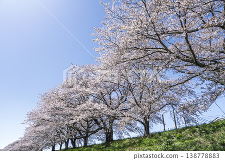 The cherry blossom trees along the Shiraishi River embankment, known as "Ichimoku Senbonzakura" (One Thousand Cherry Trees at a Glance), are in full bloom in Ogawara Town, Miyagi Prefecture. 138778883