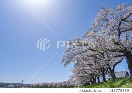 The cherry blossom trees along the Shiraishi River embankment, known as "Ichimoku Senbonzakura" (One Thousand Cherry Trees at a Glance), are in full bloom in Ogawara Town, Miyagi Prefecture. The cherry blossom trees along the Shiraishi River embankment, known as "Ichimoku Senbonzakura" (One Thousand Cherry Trees at a Glance), are in full bloom in Ogawara Town, Miyagi Prefecture. 138778889