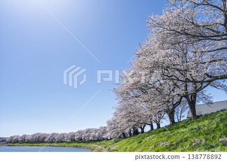 宮城縣小川原町白石川堤岸的櫻花樹正值盛開，被稱為「一目千本櫻」。 138778892