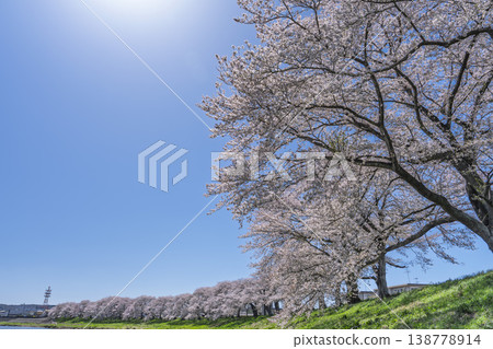 The cherry blossom trees along the Shiraishi River embankment, known as "Ichimoku Senbonzakura" (One Thousand Cherry Trees at a Glance), are in full bloom in Ogawara Town, Miyagi Prefecture. The cherry blossom trees along the Shiraishi River embankment, known as "Ichimoku Senbonzakura" (One Thousand Cherry Trees at a Glance), are in full bloom in Ogawara Town, Miyagi Prefecture. 138778914