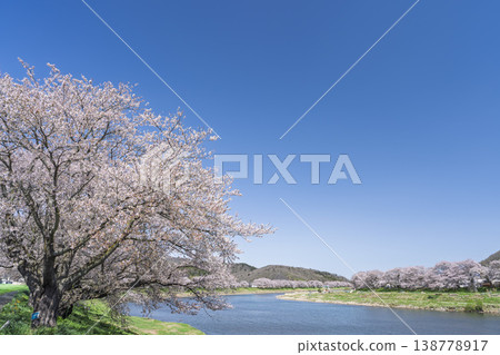 宮城縣小川原町白石川堤岸的櫻花樹正值盛開，被稱為「一目千本櫻」。 138778917