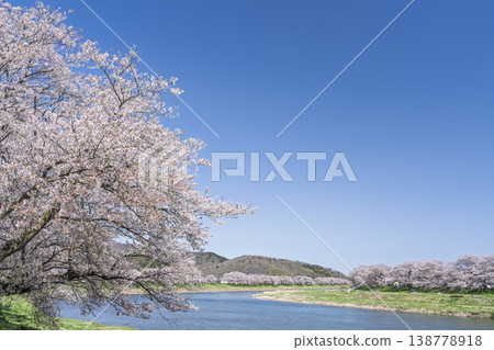 The cherry blossom trees along the Shiraishi River embankment, known as "Ichimoku Senbonzakura" (One Thousand Cherry Trees at a Glance), are in full bloom in Ogawara Town, Miyagi Prefecture. The cherry blossom trees along the Shiraishi River embankment, known as "Ichimoku Senbonzakura" (One Thousand Cherry Trees at a Glance), are in full bloom in Ogawara Town, Miyagi Prefecture. 138778918