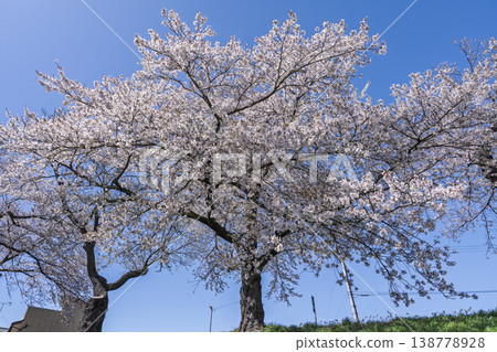 The cherry blossom trees along the Shiraishi River embankment, known as "Ichimoku Senbonzakura" (One Thousand Cherry Trees at a Glance), are in full bloom in Ogawara Town, Miyagi Prefecture. 138778928
