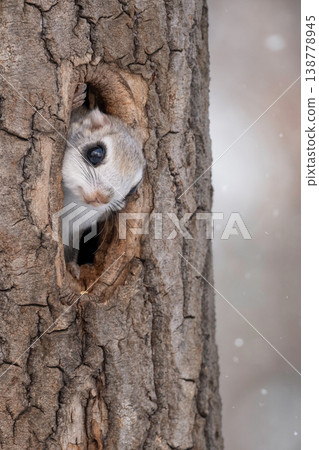 Ezo momonga to put out a face from a burrow Ezo momonga to put out a face from a burrow 138778945