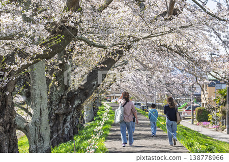 The Shiraishi River embankment is in full bloom with a thousand cherry trees, a beautiful sight for families in Ogawara Town, Miyagi Prefecture. 138778966