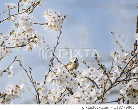 A spring gift. An adorable sparrow holding a single cherry blossom in its beak. A spring gift. An adorable sparrow holding a single cherry blossom in its beak. 138779005