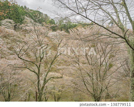 The illusion of Yoshino Mountain's thousand cherry trees melting into the spring mist. The illusion of Yoshino Mountain's thousand cherry trees melting into the spring mist. 138779511