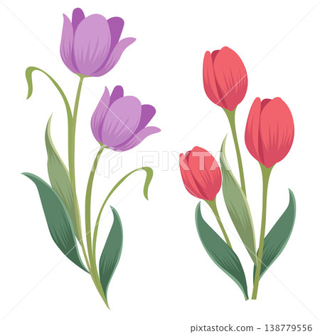 purple and pink tulip flower flat style purple and pink tulip flower flat style 138779556