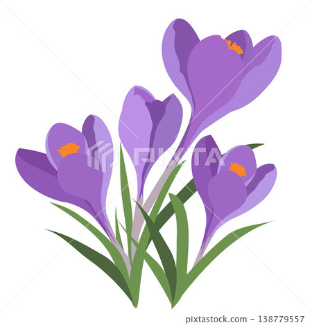 purple crocus flower flat style 138779557