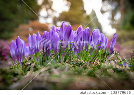 First Spring Crocus Flowers in the Shining Sunlight , Floodplain Forest in Early Spring 138779656
