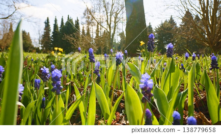 First Spring Bluebell flowers in the shining sunlight, floodplain forest in early spring First Spring Bluebell flowers in the shining sunlight, floodplain forest in early spring 138779658
