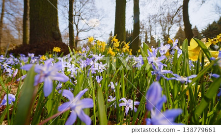 First Spring flowers in the shining sunlight, floodplain forest in early spring First Spring flowers in the shining sunlight, floodplain forest in early spring 138779661