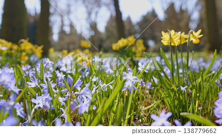 First Spring flowers in the shining sunlight, floodplain forest in early spring 138779662