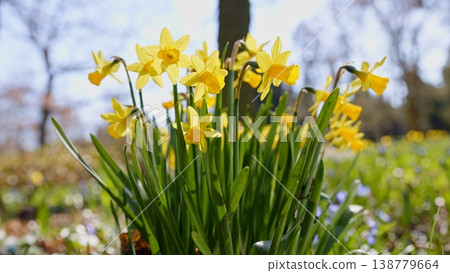 First Spring flowers in the shining sunlight, floodplain forest in early spring 138779664